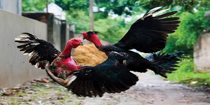 Bật Mí Bí Quyết Chơi Đá Gà Jun88 Hiệu Quả Nhất 5 arturmeyster.me
