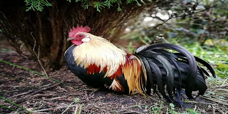 Gà Ohiki - Bí Kíp Nuôi Gà Từ Các Bậc Kê Sư Chuyên Nghiệp 5 Gà Ohiki