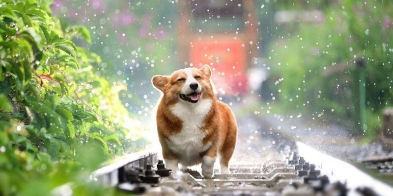 Mơ thấy chó Jun88 - Là điềm lành hay điềm dữ, đánh con gì? 6 mo thay cho 3