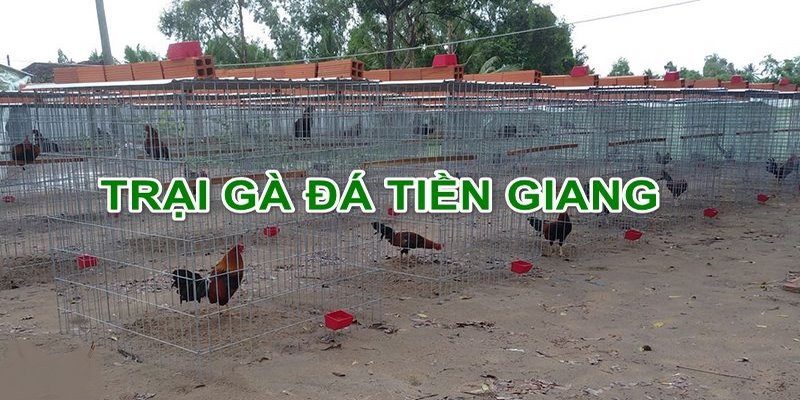 Trại Gà Phương Tiền Giang Và Top Những Trang Trại Hot Nhất 4 trại gà Phương Tiền Giang